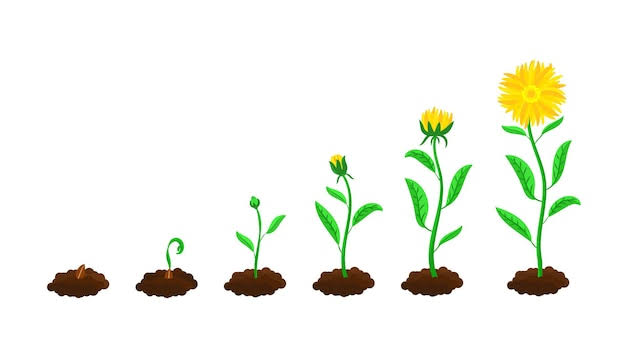 Career Growth