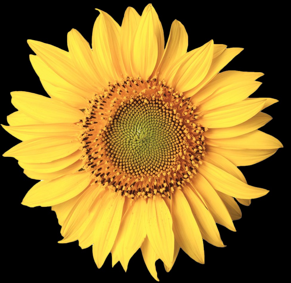 Homewatch CareGivers